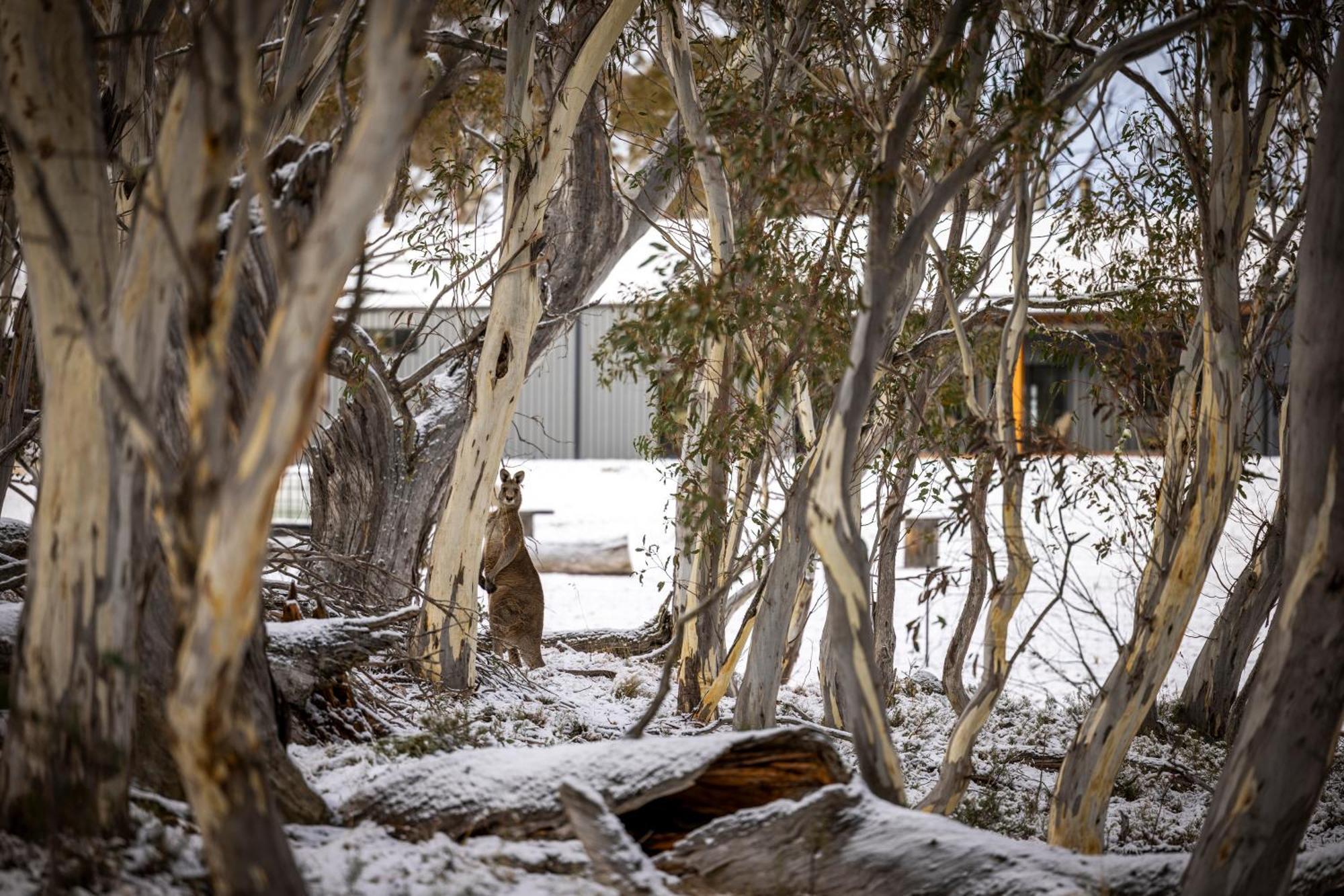 Big Yard Escapes - Two Off-Grid Tiny Houses On The Mowamba River Jindabyne Exterior photo